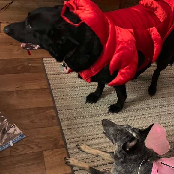 Meet your Posher, Jamie - Picture 4 of 4